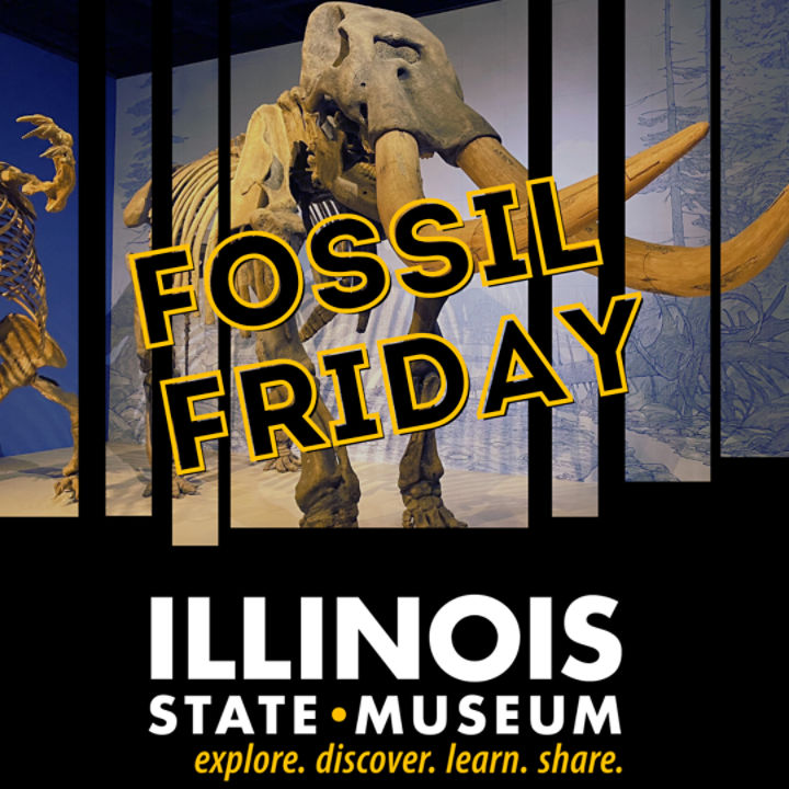 Fossil Friday! 